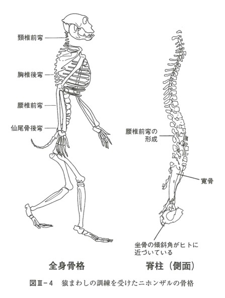二足歩行のサルの骨格図